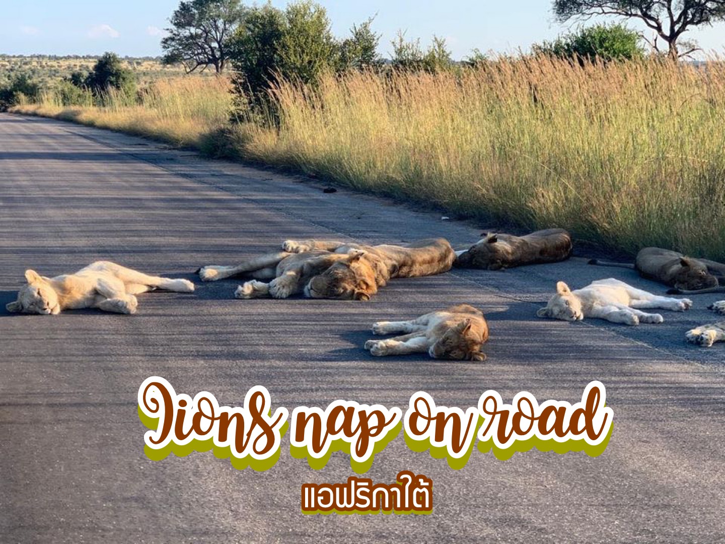 เหล่าสิงโตนอนหลับกลางถนน อุทยานแห่งชาติ Kruger National Park แอฟริกาใต้