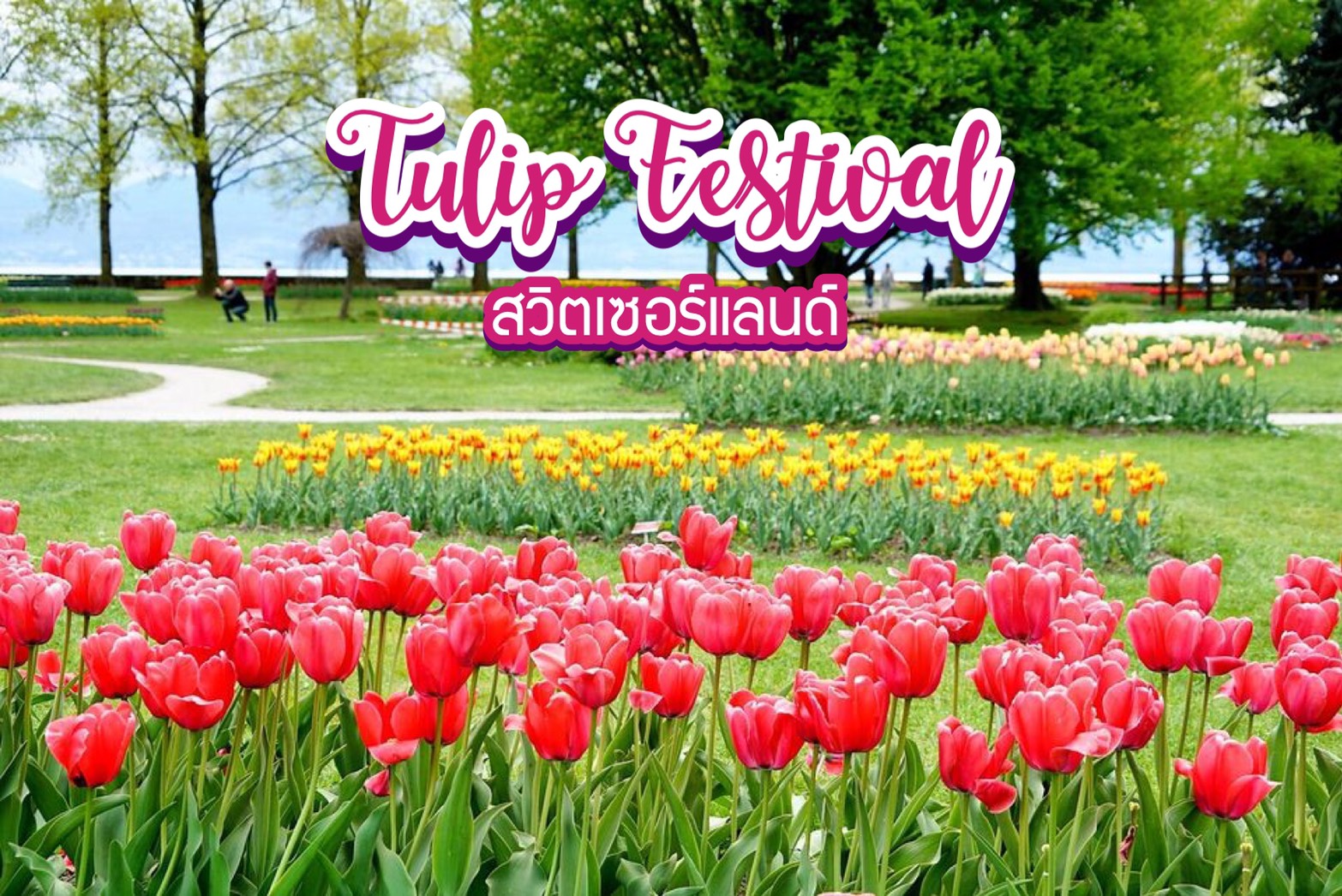เทศกาลดอกทิวลิป Tulip Festival สวิตเซอร์แลนด์