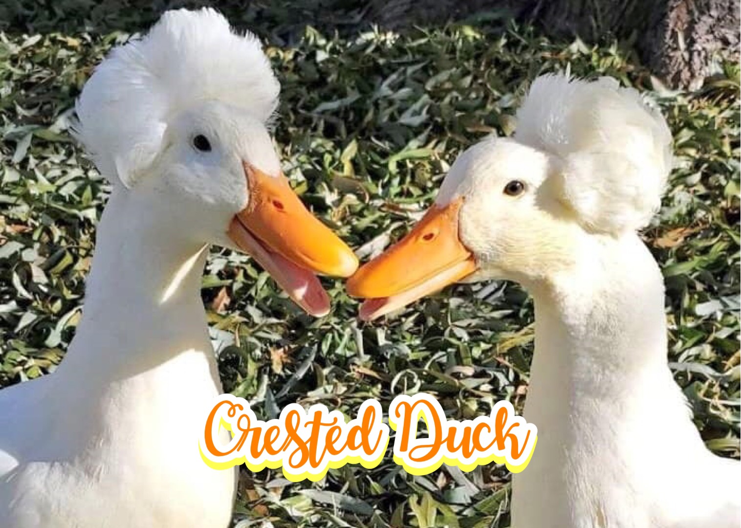 เป็ดมงกุฏขาว Crested Duck