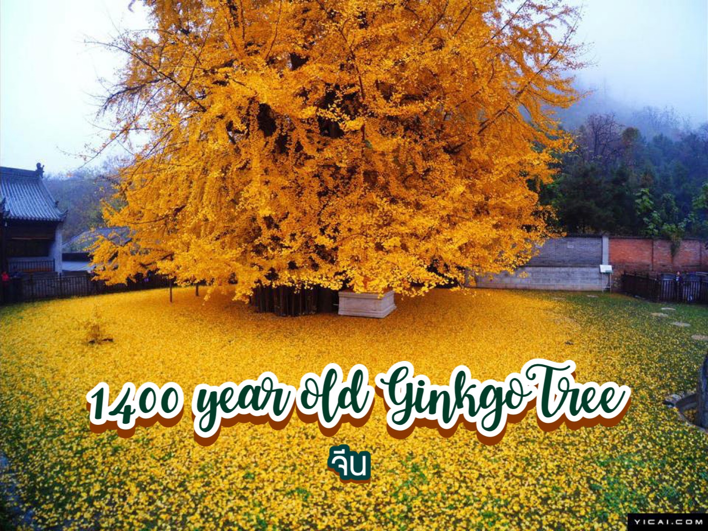 ต้นแปะก๊วยอายุ 1,400 ปี Ginkgo Tree จีน