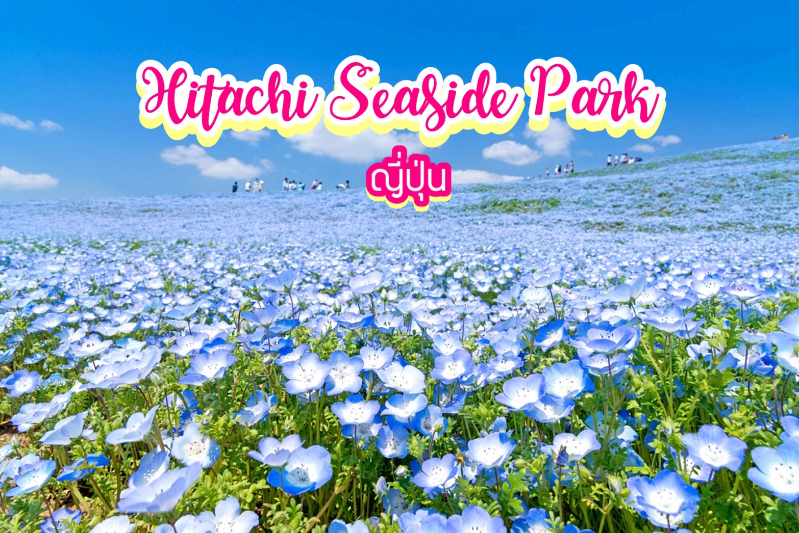 สวนดอกไม้ Hitachi Seaside Park ญี่ปุ่น