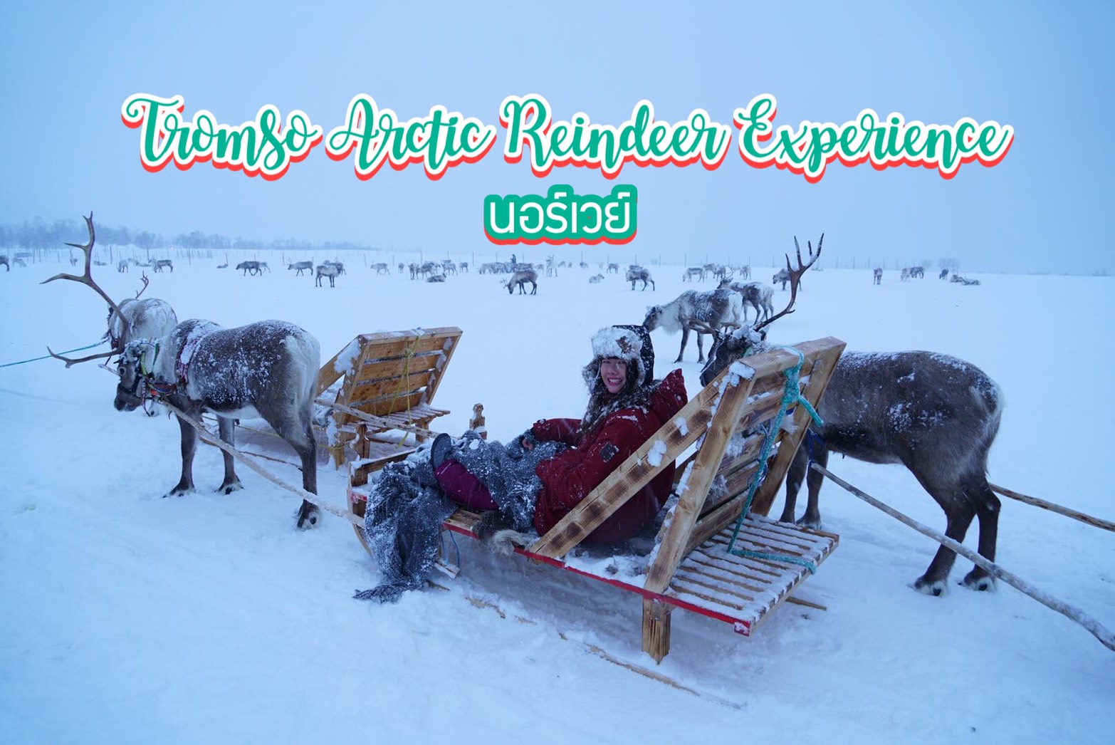 นั่งกวางลากเลื่อน Tromso Arctic Reindeer Experience นอร์เวย์