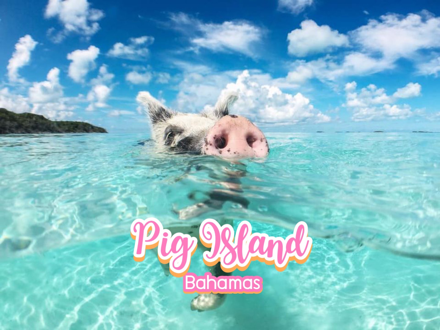 เกาะหมู Pig Island บาฮามาส