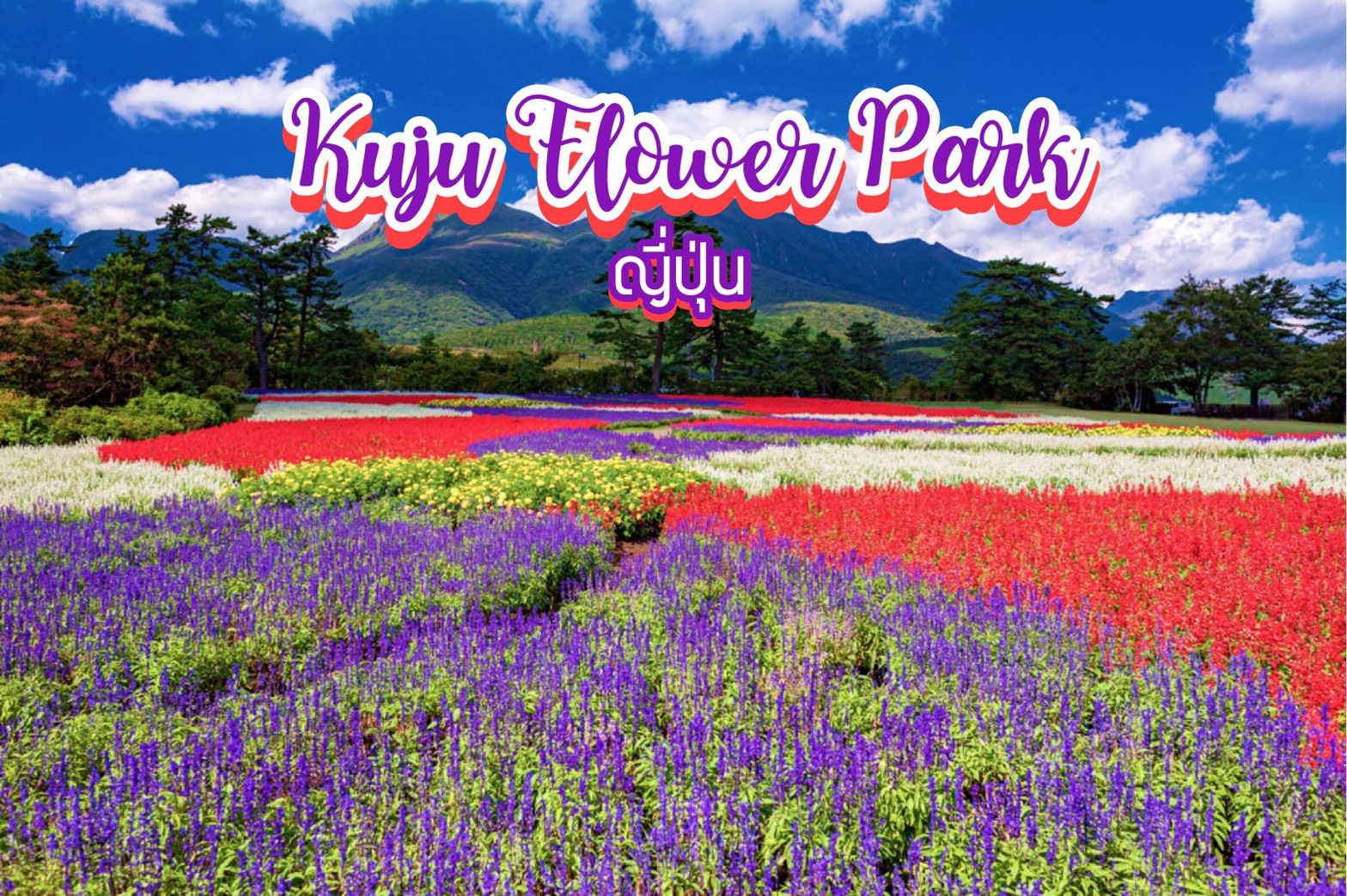สวนคุจุ Kuju Flower Park ญี่ปุ่น