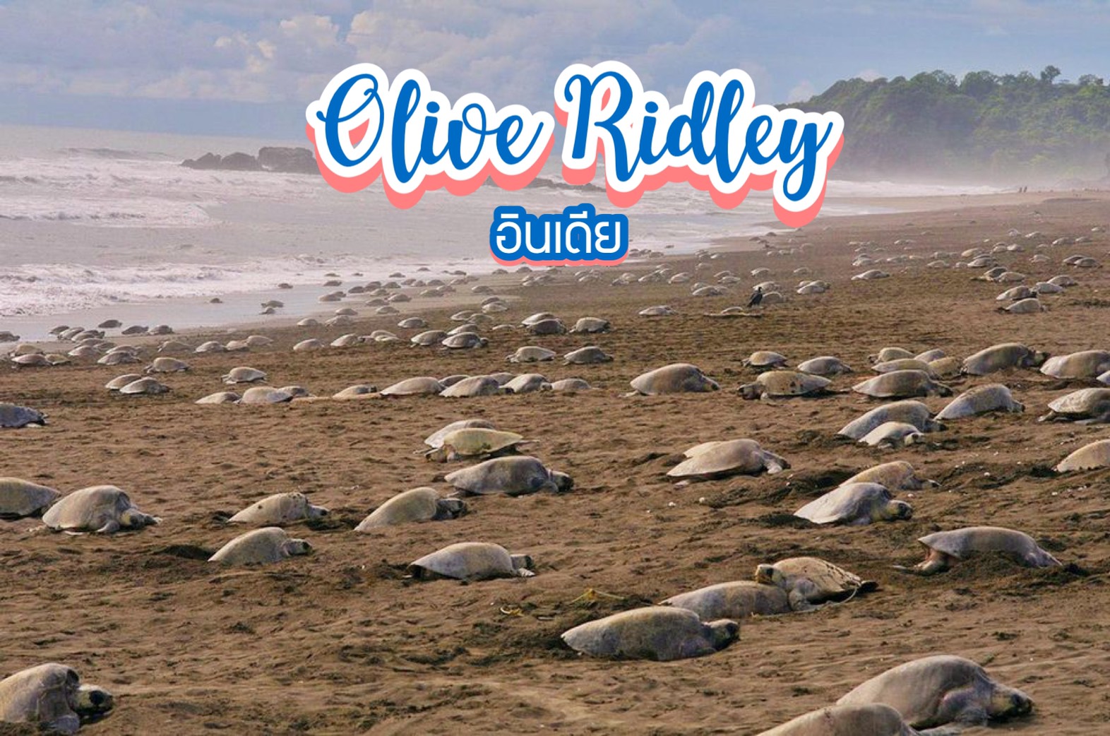 เต่าหญ้าทะเล Olive Ridley วางไข่หลายหมื่นตัว
