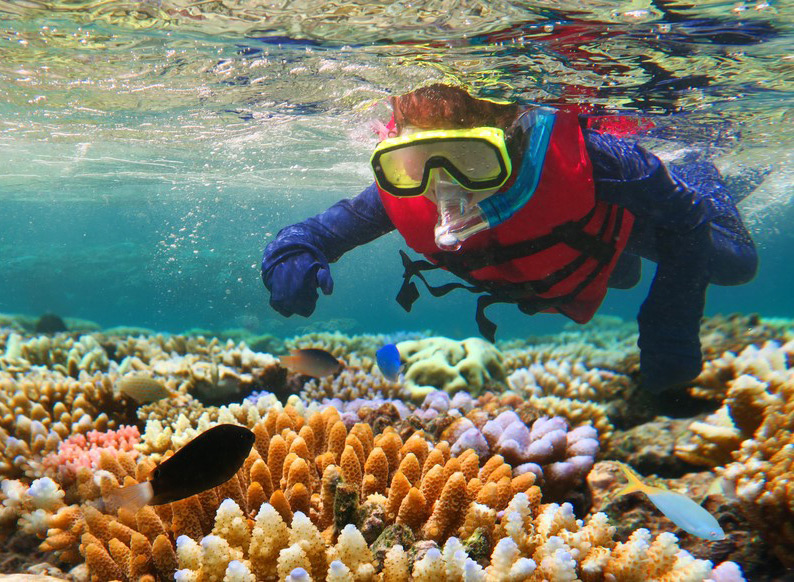 เที่ยวเกรทแบร์ริเออร์รีฟ Great Barrier Reef ดำน้ำดูปะการัง