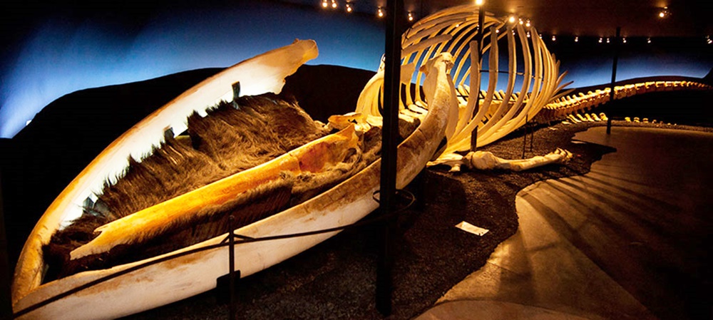 Iceland-Husavik-Whale-Museum-Header-Photo